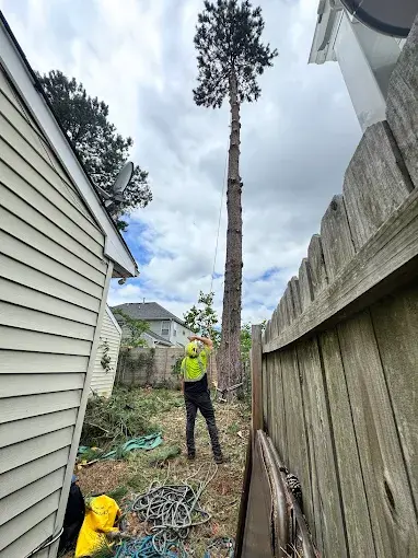 Art-is-Tree groundman working a backyard pine removal in Kings Grant, Virginia Beach, VA