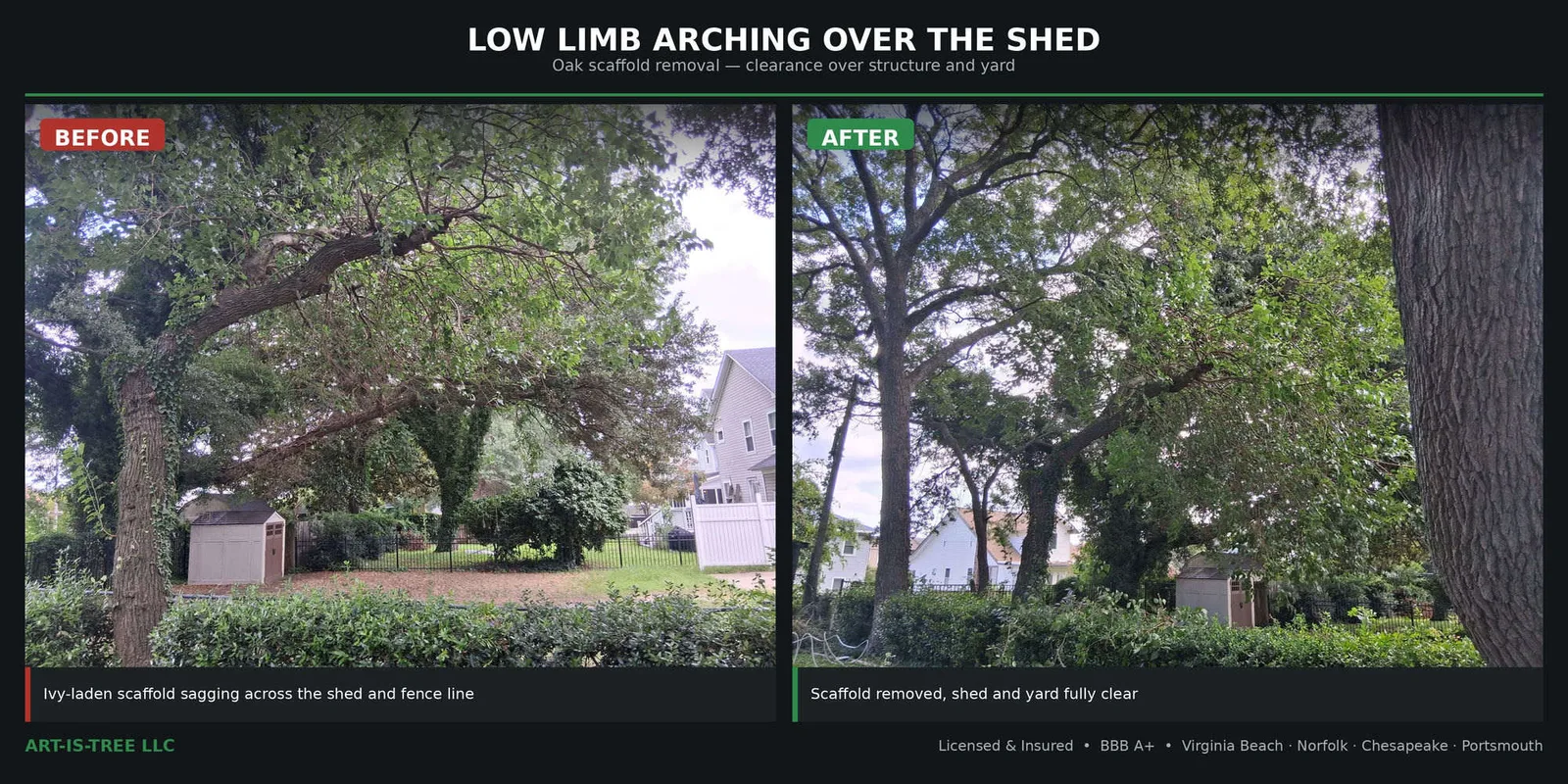 Before and after tree pruning in Virginia Beach, VA — an ivy-laden oak scaffold limb sagging across a shed and fence line, removed by Art-is-Tree LLC to restore clearance over the structure and yard