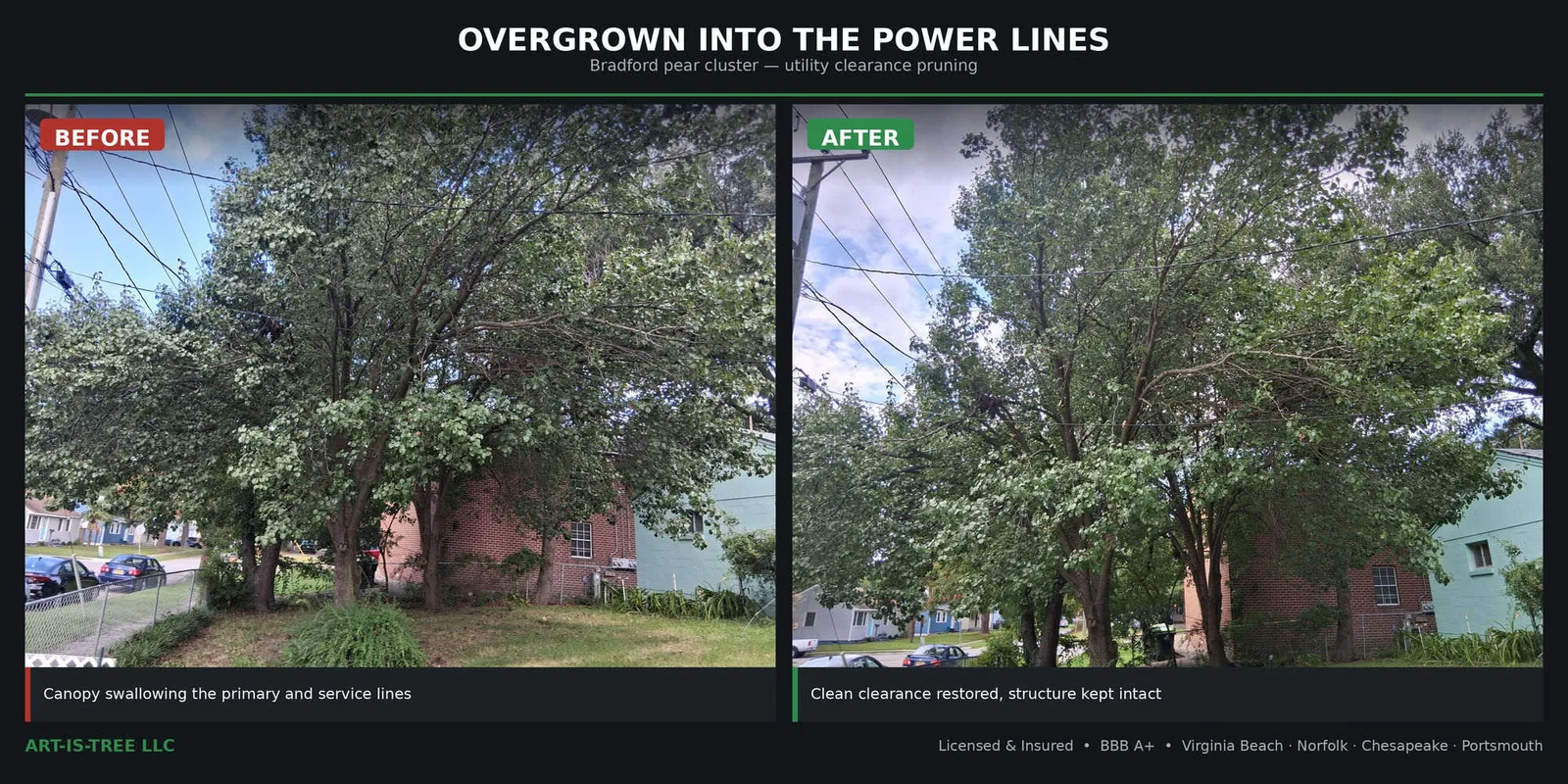Before and after utility clearance pruning in Virginia Beach, VA — a Bradford pear cluster overgrown into the primary and service power lines, pruned back to clean clearance by Art-is-Tree LLC to ANSI A300 standards