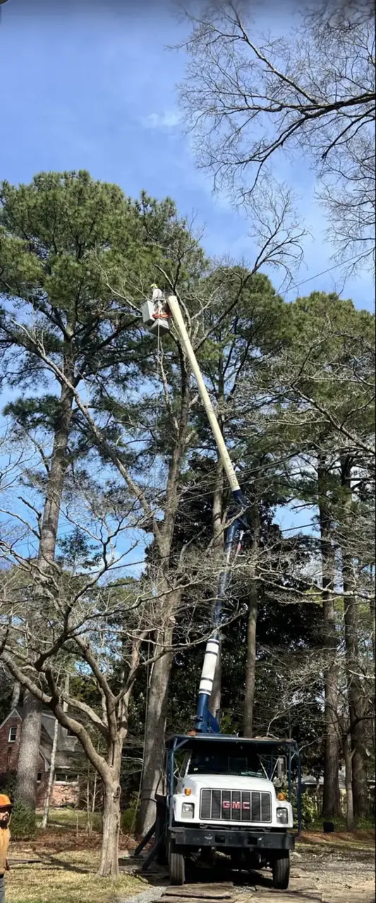 Art-is-Tree bucket truck servicing tall pines in a Virginia Beach neighborhood