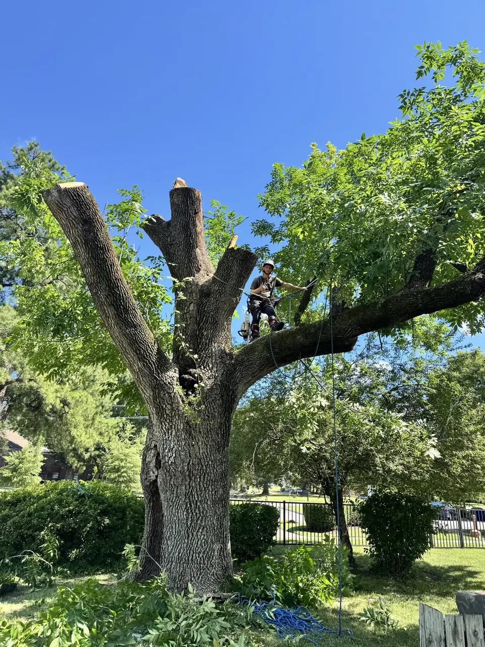 A 200-year-old ash tree being climbed for an emerald ash borer removal in Kempsville, Virginia Beach