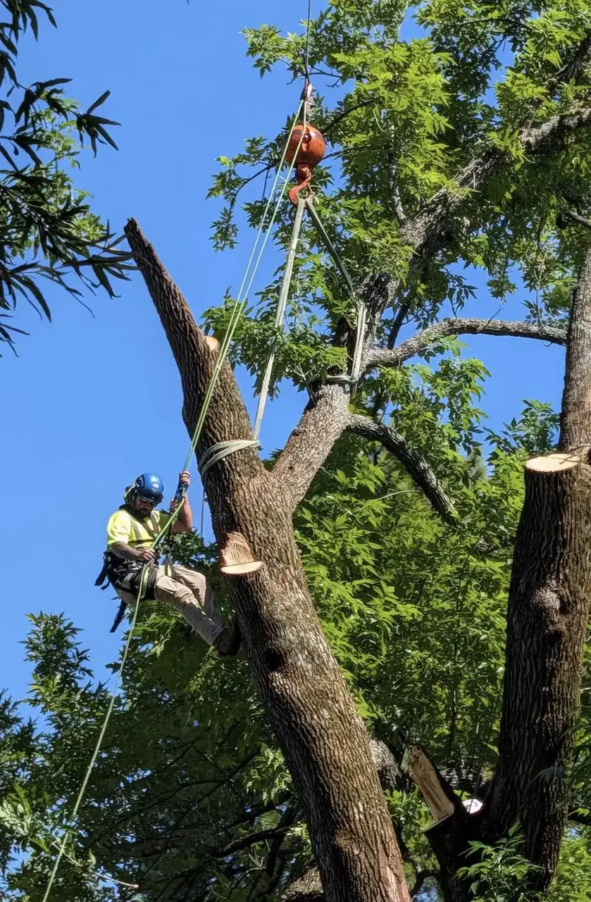 Climber rigging a section to the crane before cutting, Virginia Beach