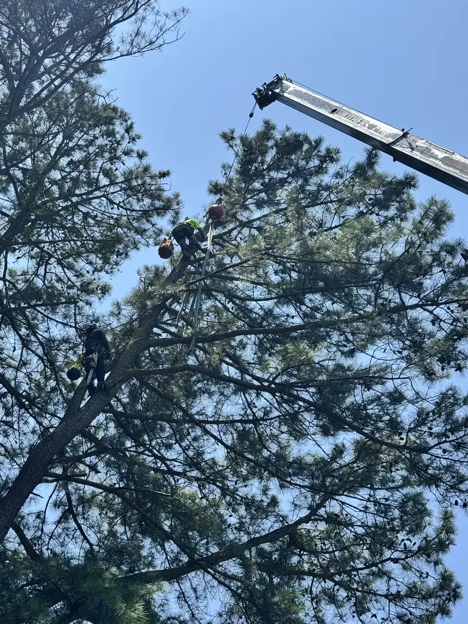Crane lifting a large pine section clear of a Virginia Beach home