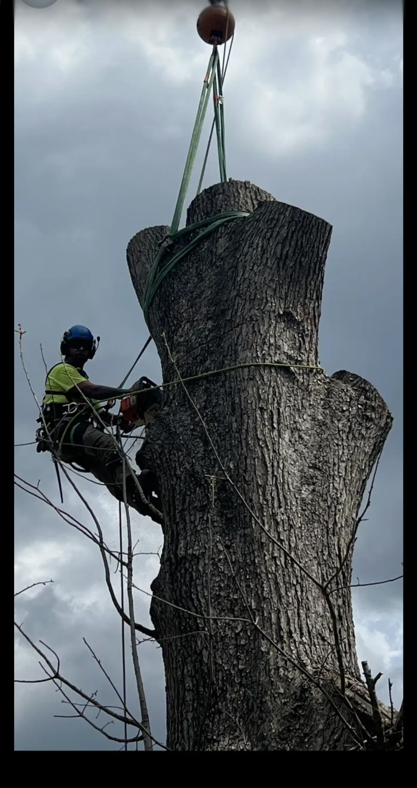 Climber rigging a large storm-damaged trunk to a crane under a dark sky
