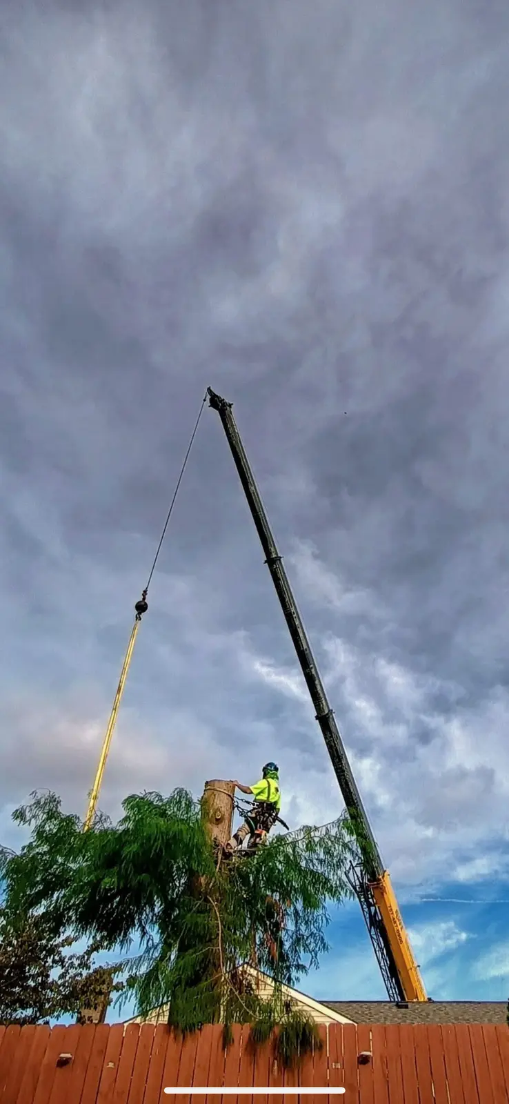 Crane removing a large tree on a rural property near Suffolk
