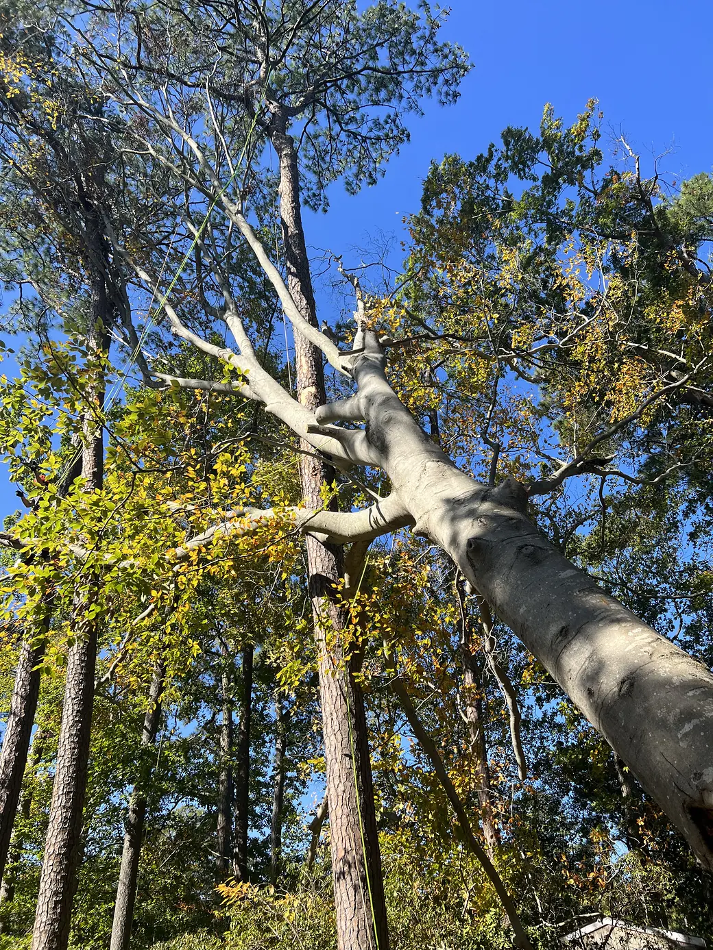Looking up the leaning trunk of a storm-damaged beech with rigging lines set, Virginia Beach