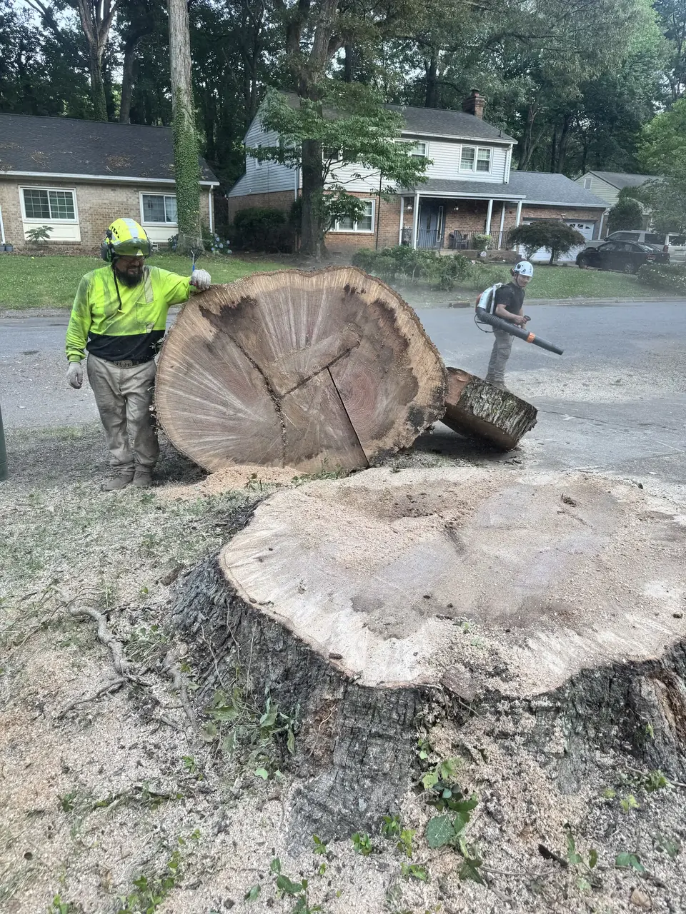 Crew beside a very large stump and log section in a Chesapeake neighborhood
