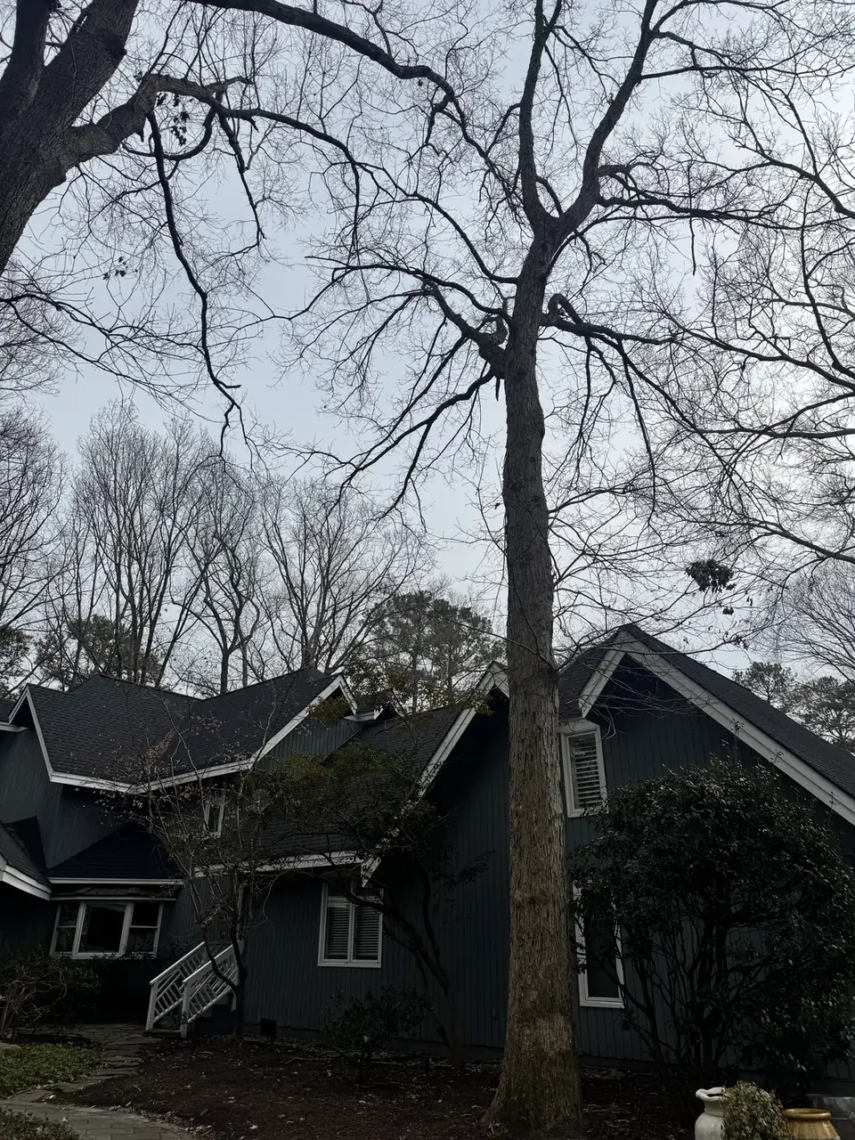 A large, well-shaped tree framing a Virginia Beach home after professional canopy work