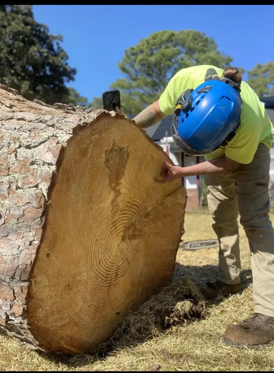 Cross-section of a pine log showing the living outer layers of wood a spike would puncture