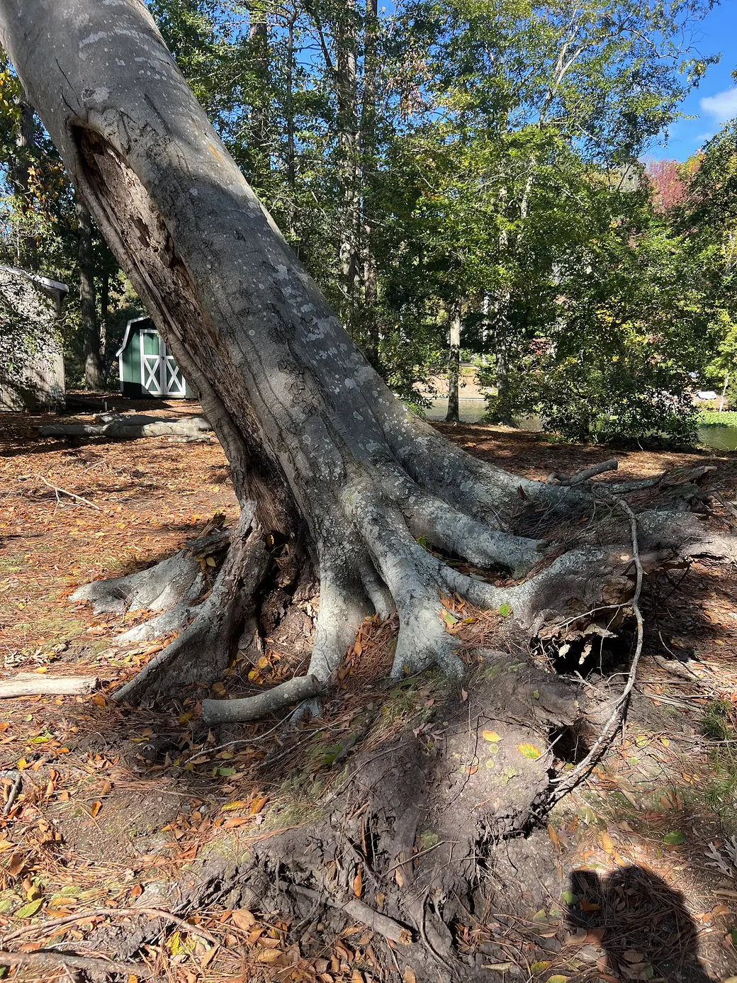 A large beech leaning hard over its own lifted root plate on a Virginia Beach waterfront lot, roots pulled from the ground