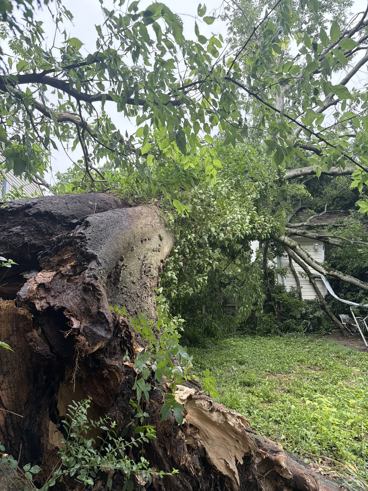 Storm-snapped tree trunk with a splintered break at a home in Kempsville, Virginia Beach, VA