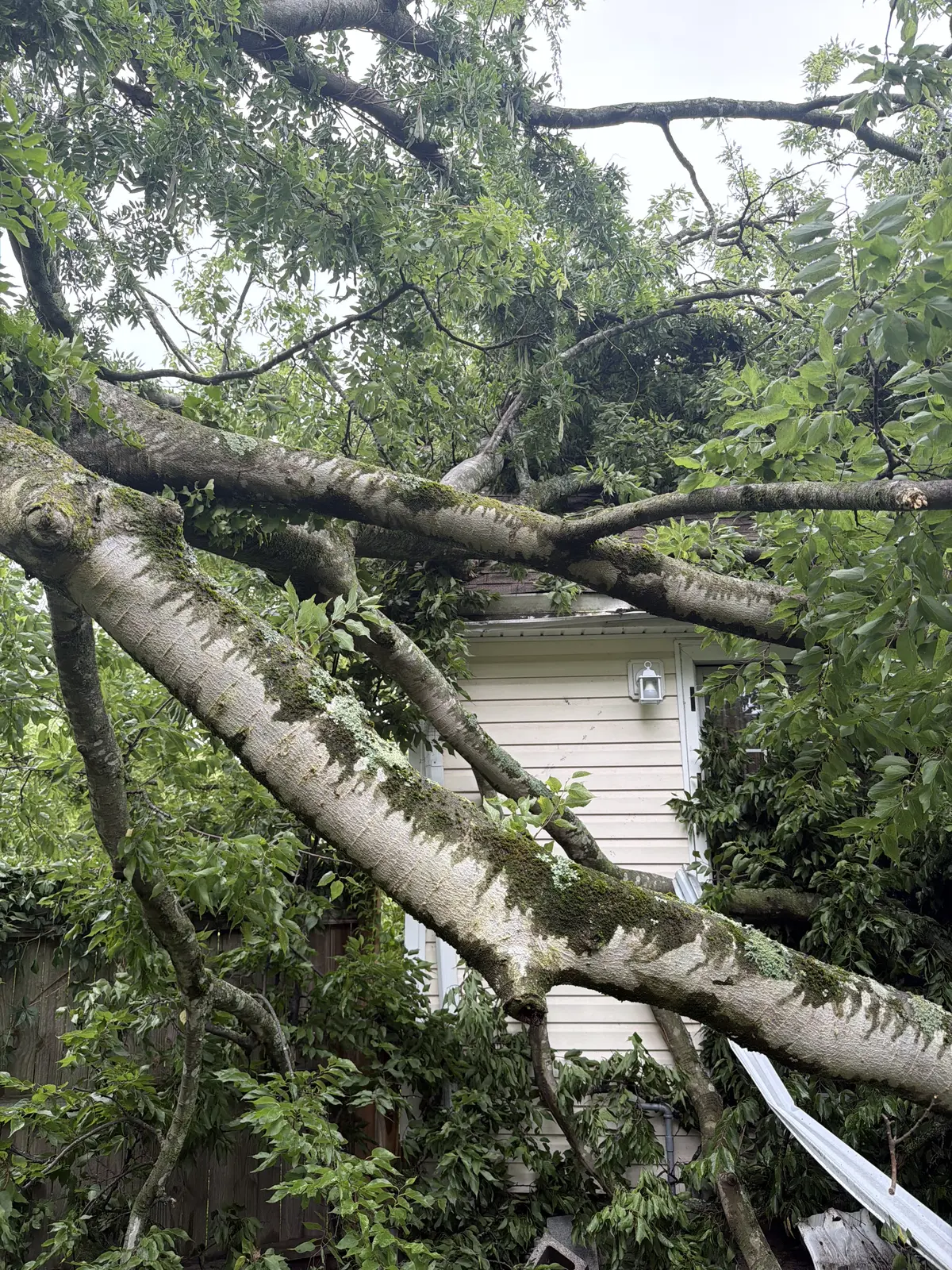 Storm-damaged tree leaning against a house in Kempsville, Virginia Beach, VA