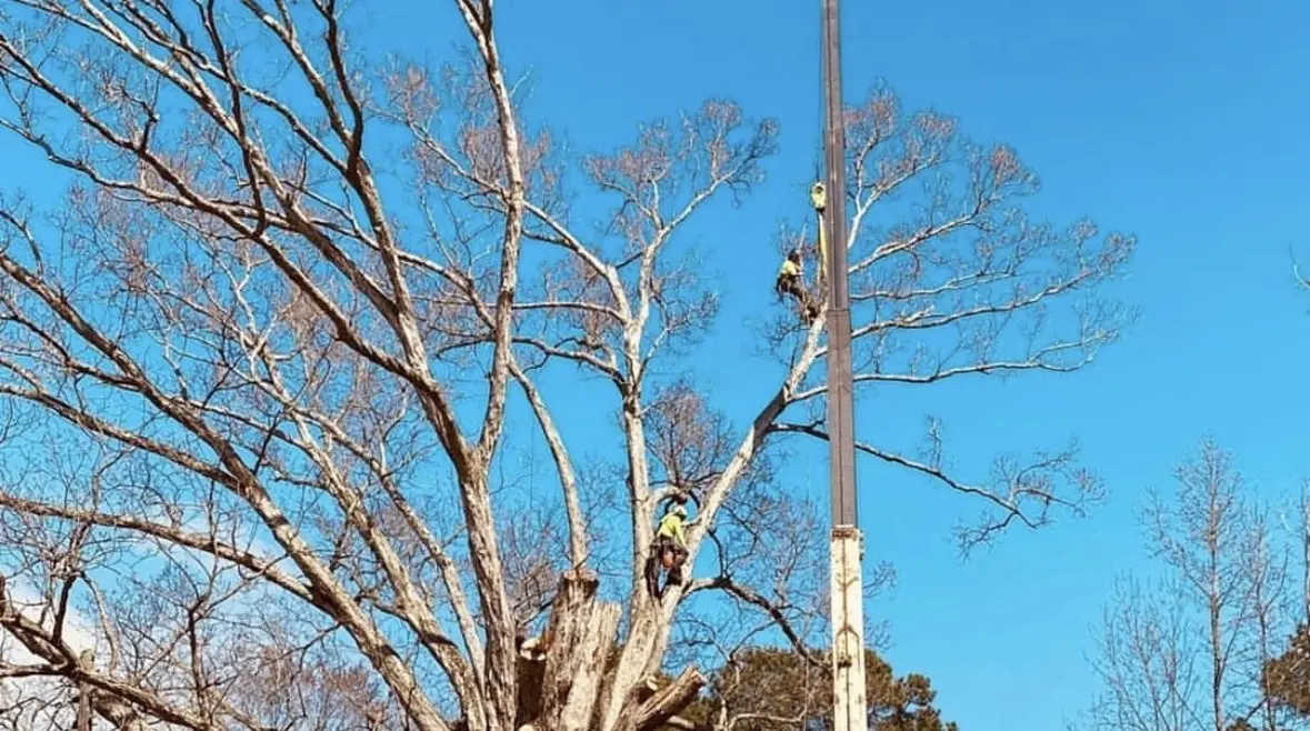 Art-is-Tree crew clearing a storm-damaged tree in Virginia Beach