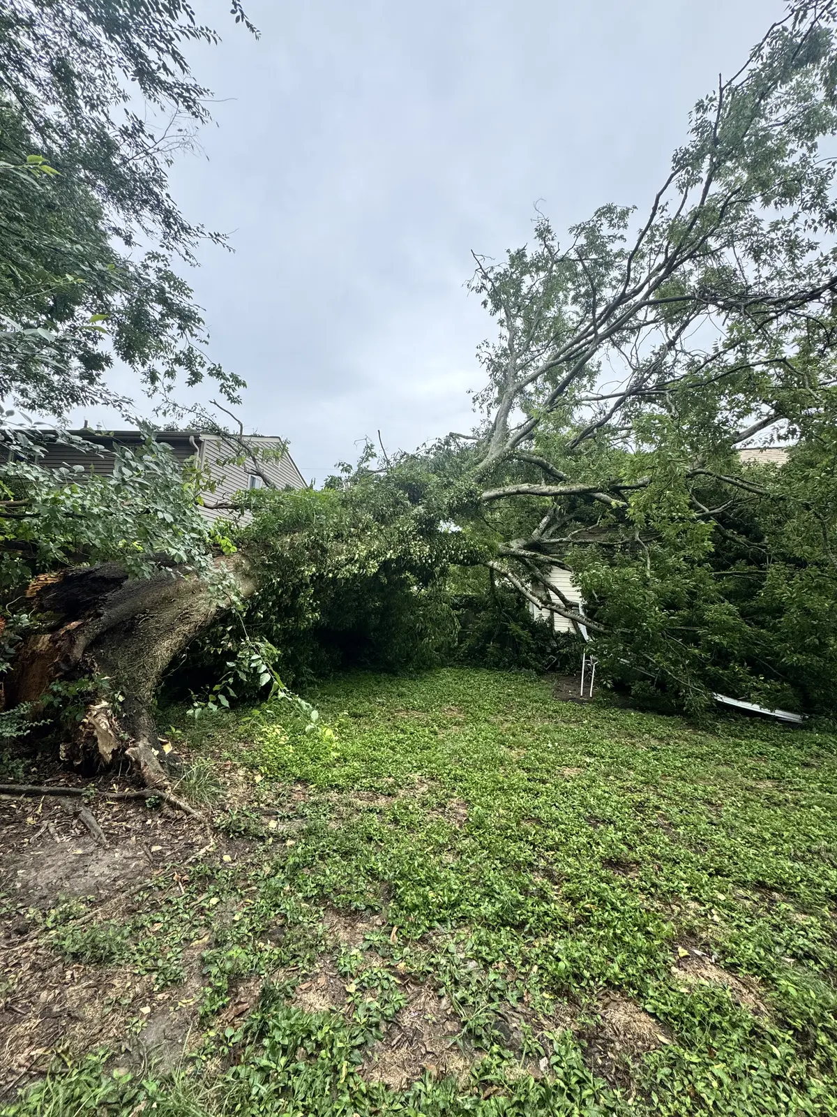 Uprooted tree with a failed root plate beside a home in Kempsville, Virginia Beach, VA after a storm