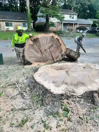 Stump grindings hauled off after a multi-tree removal in Great Neck, Virginia Beach