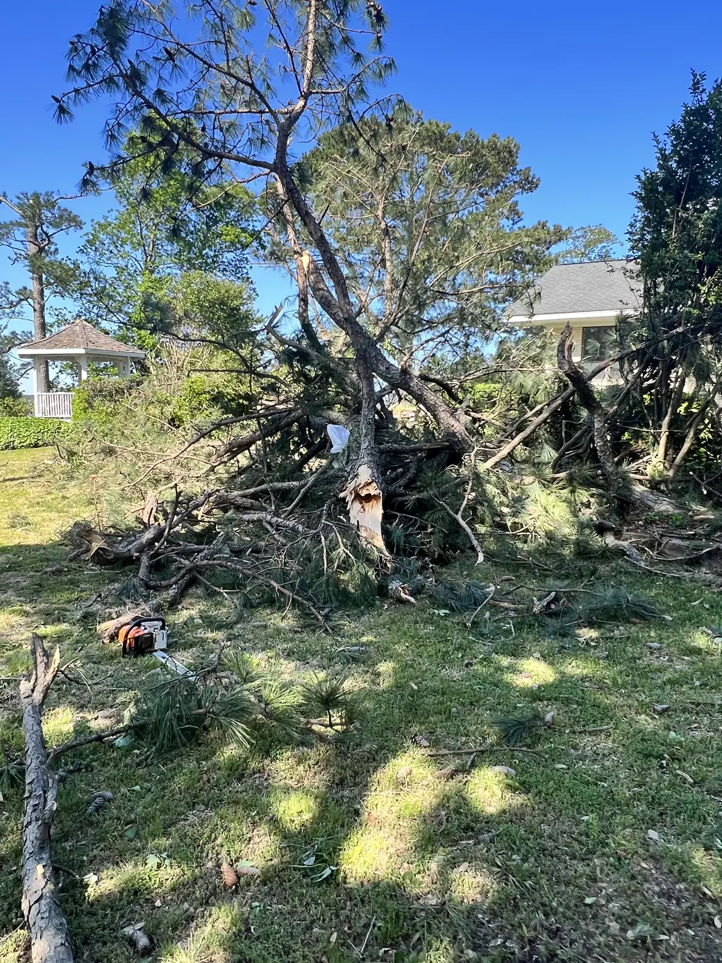Storm-snapped pine debris scattered across a Virginia Beach lawn during cleanup, with a saw on the ground
