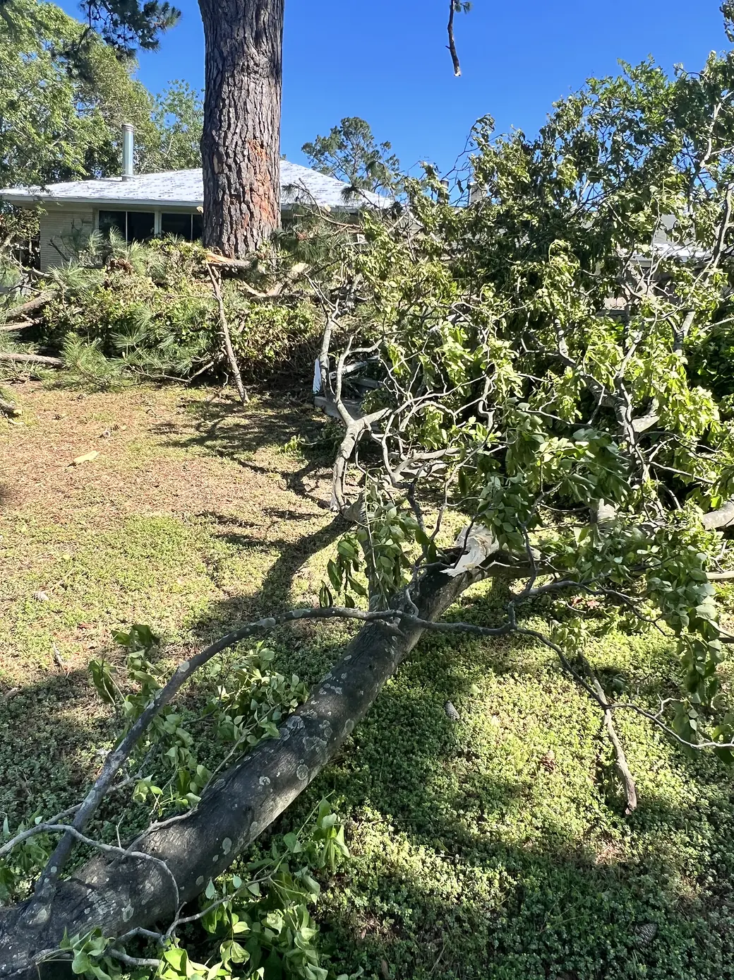 A downed tree and snapped pine across a yard after a tornado in Virginia Beach