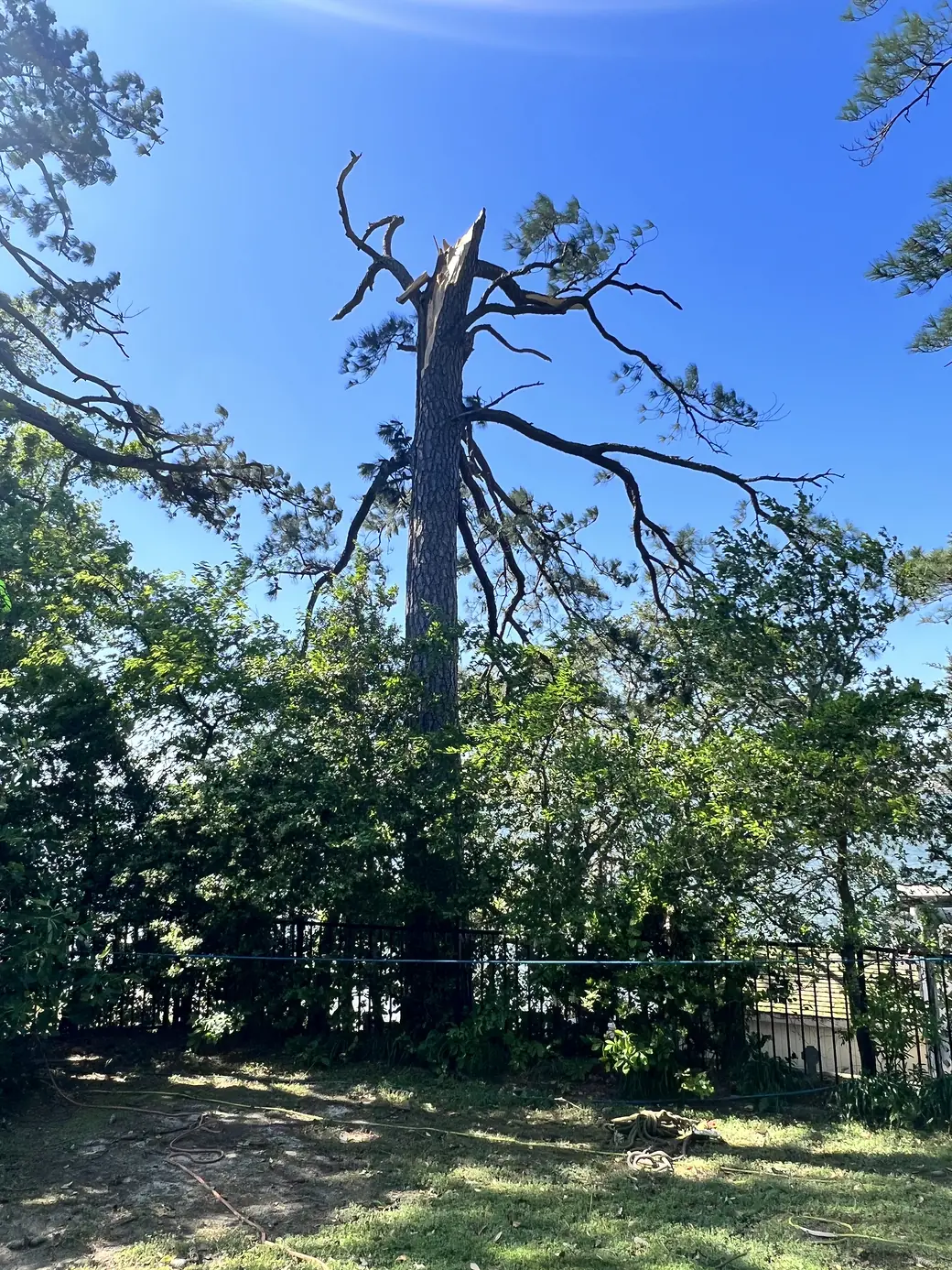 A mature pine snapped clean in half by tornado-force wind with a splintered break, Virginia Beach