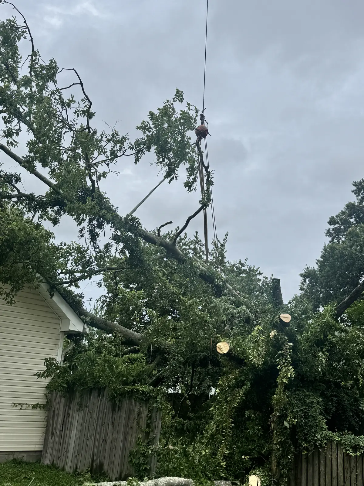 Art-is-Tree crew rigging down a large tree section on a Kempsville, Virginia Beach removal